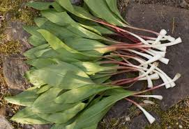 photo of ramps